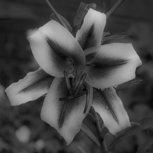 Flowers 09