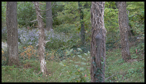 Point Peele Fall Invasive