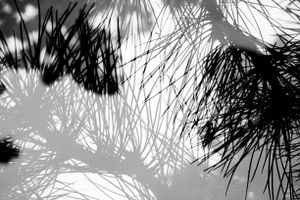 Disturbing Nature n°3