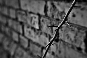 Thorn
