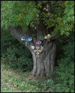 Untitled (Roadside Tree) 2017
