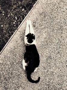 Stray Cats_17
