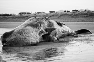 The Ivory thief