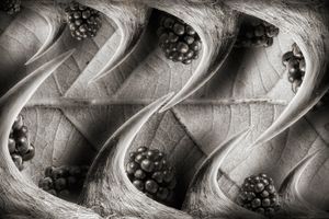 Invasive/Thorns