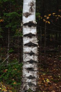 Demarcations Detail