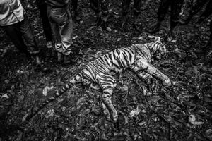 Human & Tiger Conflict