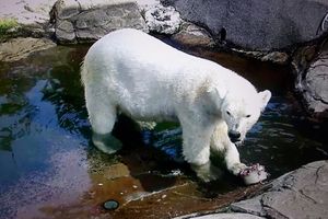 CAPTIVITY