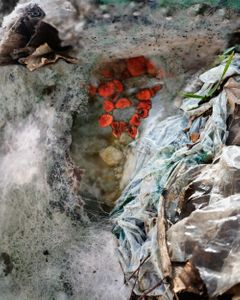 Amalgamated Fragmentations/ Assimilation 6
