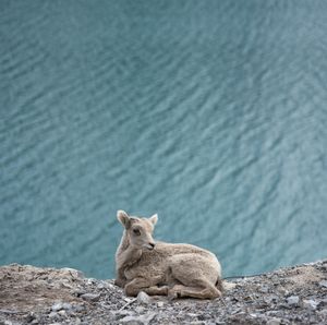 Big Horned Sheep