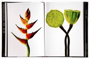 Spread 35-35, Giant Loster Claw (Heliconia bihai - cultivar), Sacred Lotus Pods (Nelumbo nucifera) From the book,  joSon Intimate Portraits of Nature