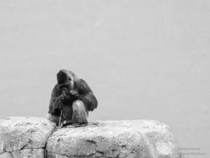 The Thinker