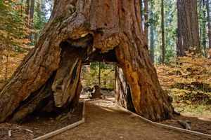 Tree Tunnel. Calaveras Big Trees, CA. © David Gardner