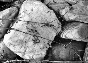 The Pond Project #75
