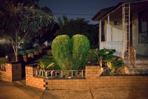 Untitled (heart-shaped bush)