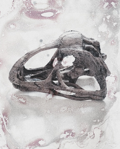 Avimimus Portentosus