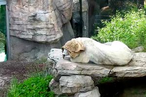 CAPTIVITY