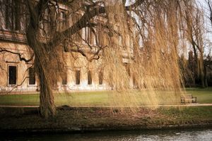 Pictures of Cambridge #5