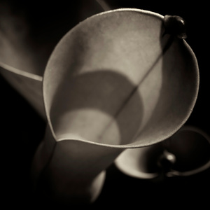 Heliamphora minor