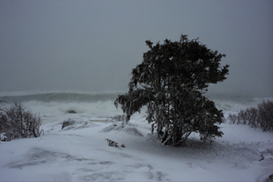 Tree in Nor' Easter