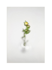 Botanical