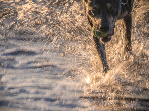 Untitled from the series DOG PARK