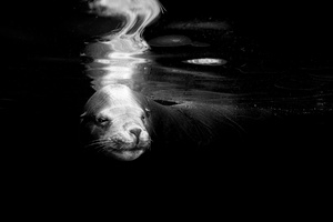 Male Sea Lion