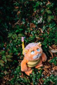 Bumblelion