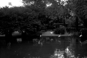 "Kowloon Park Hong Kong"
