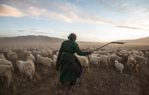 Mongolian cashmere