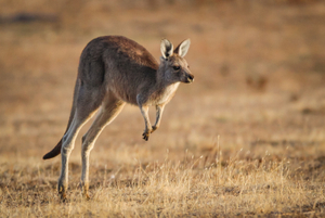 KANGAROO IN A FIELD