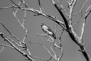Fauna de Buenos Aires