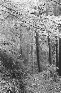 Autumn, Hamsterley Forest