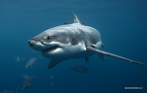 Shaaark
