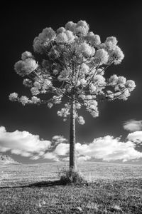 Araucaria angustifolia