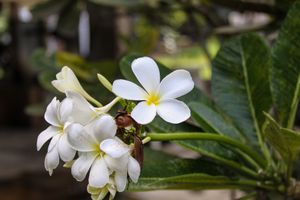 Flower - Southern India