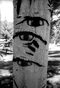 A birch tree in Aspen