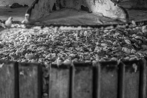 grape skins after the pressing