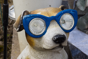 Halogen dog.