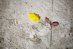Yellow and red