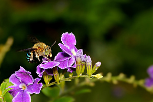 Blue Banded Bee