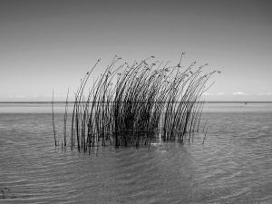 Beside the water II