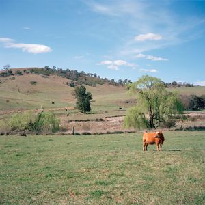 Bos primigenius, Domestic Cattle © Murray Watson
