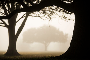 Sunrise Fog at the Chalmette Battlefield, January 21, 2016