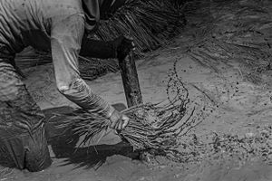 Rice plants preparation for planting
