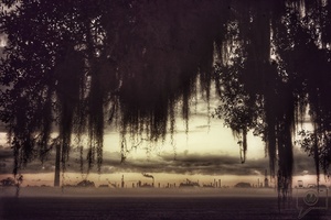 Battlefield Oak, St. Bernard Parish, Louisiana with Rain CII Refinery in Distance
