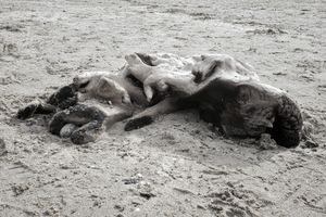 Dogtrunk
