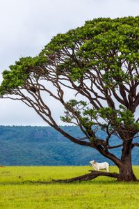 Agribusiness