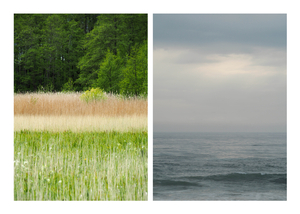 The Reed