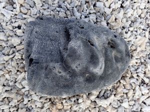 Coral on the Beach in the Galapagos
