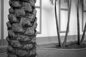 Untitled (Palm Trunk), 5 29 21, Photo by Joe Bruha